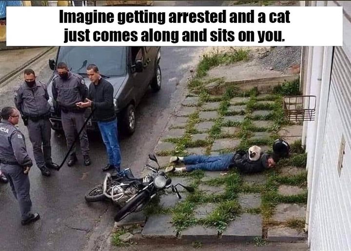 imagine getting arrested and a cat comes along and sits on you.jpg