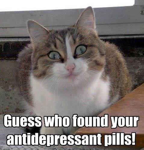 guess who found your antidepressent pills.jpg