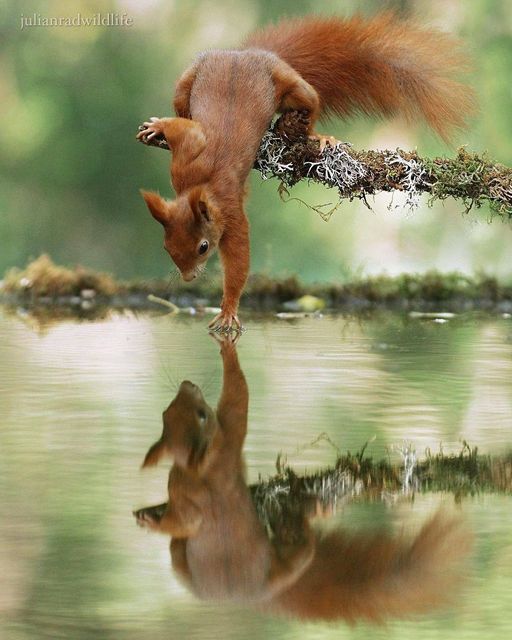 red squirrel and reflection.jpg