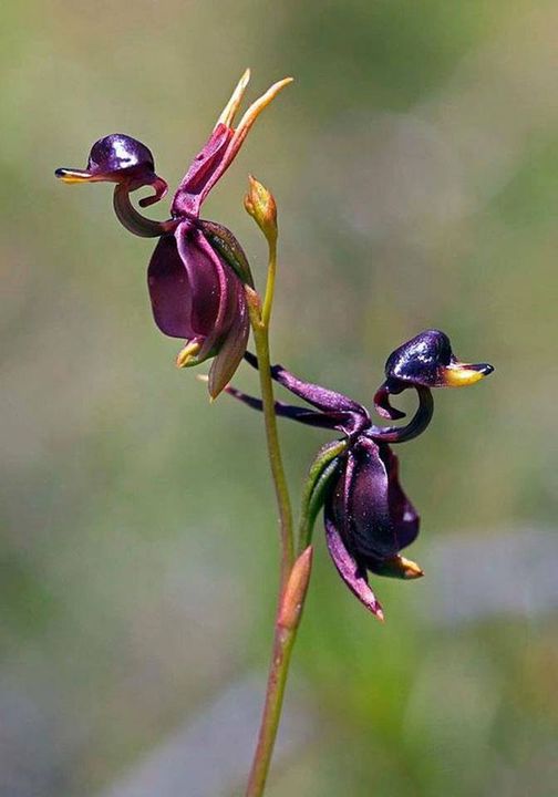 Flying Duck Orchid (Caleana Major).jpg