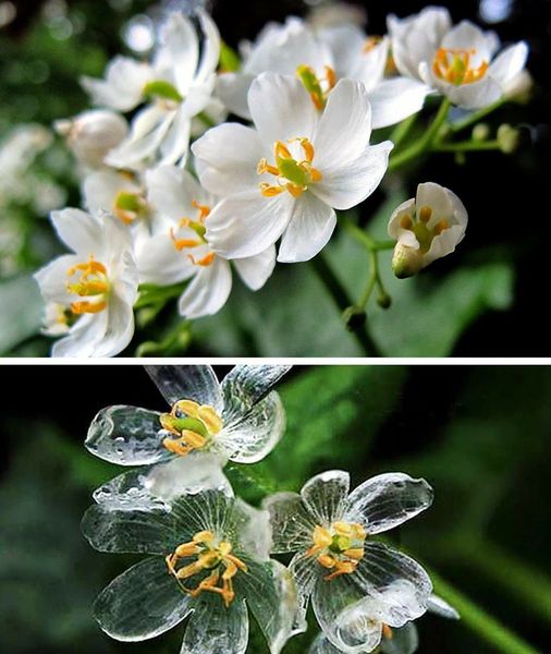The Skeleton Flower’s petals become transparent when it rains.jpg