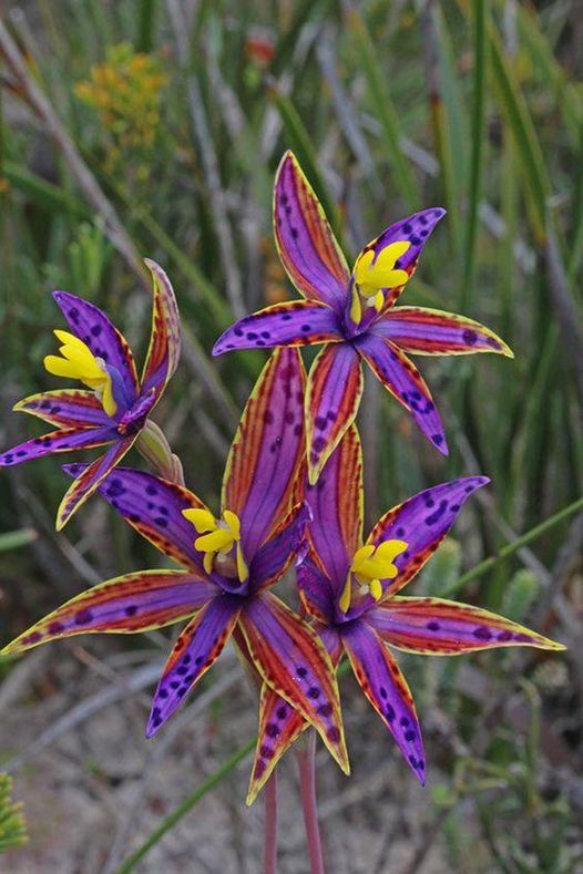Eastern Queen of Sheba ~ Orchid Thelymitra speciosa.jpg