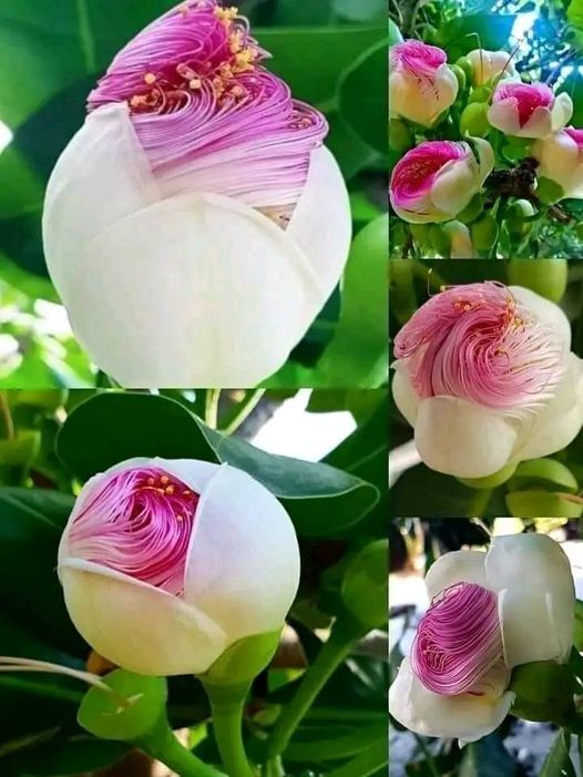 Barringtonia asiatica.jpg