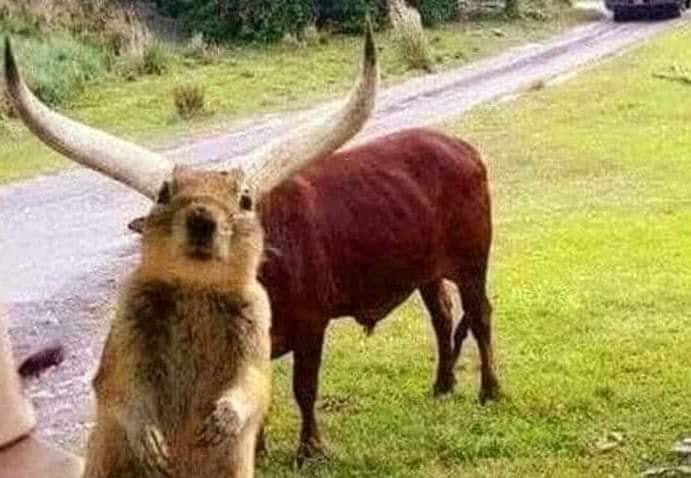 gopher ox.jpg