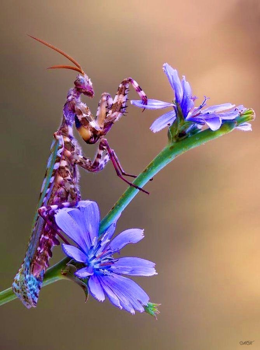 Orchid Mantis on a blue flower.png