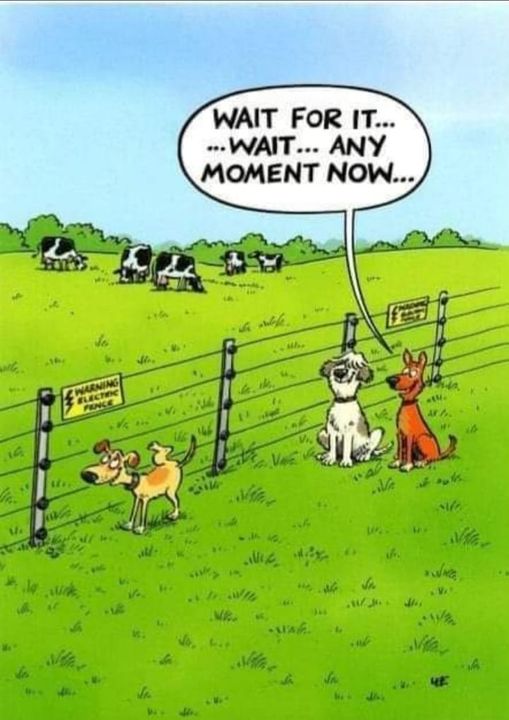 dog about to pee on an electric fence.jpg