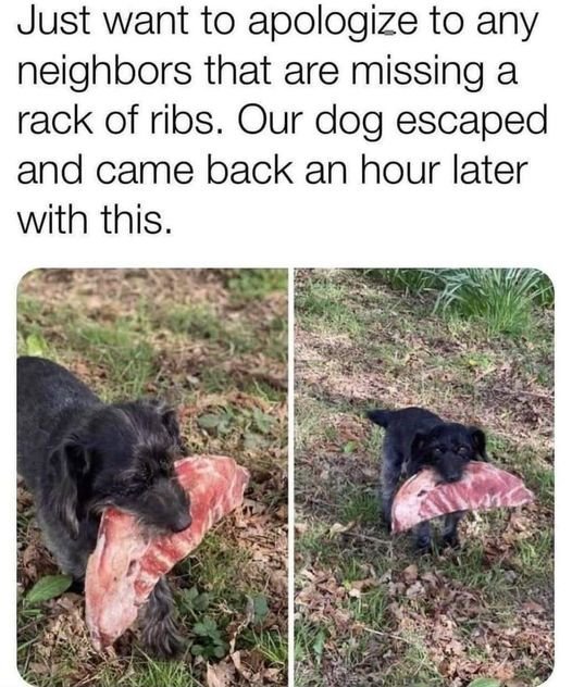 if any neighbors are missing a rack of ribs.jpg