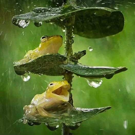 Frog Singing under the rain.jpg