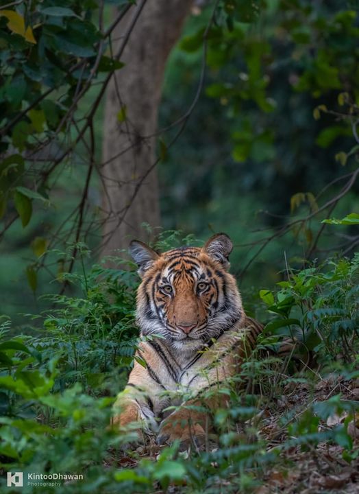 indian tiger.jpg