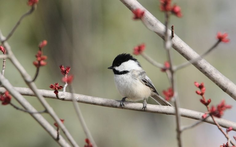 Chickadee in a Tree.jpg