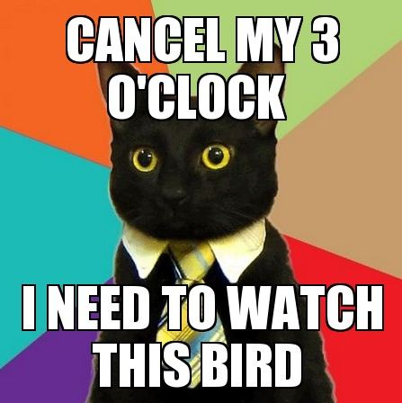 catwatchbird.jpg