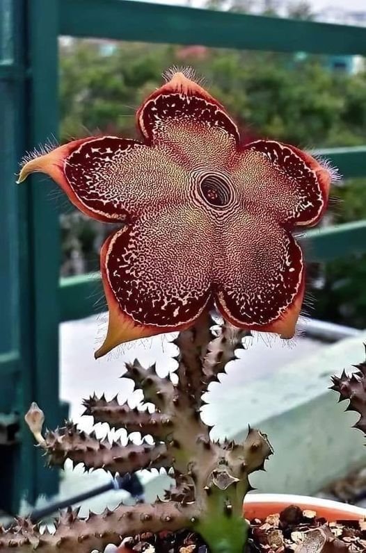 Cactus flower.jpg