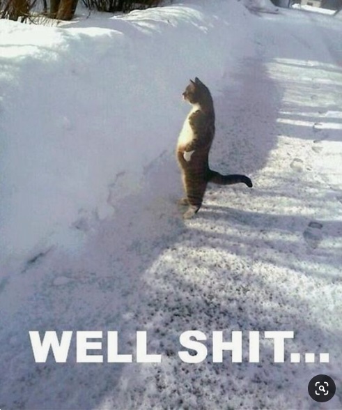 cat at snowbank.jpg