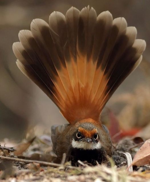 Rufous Fantail.jpg
