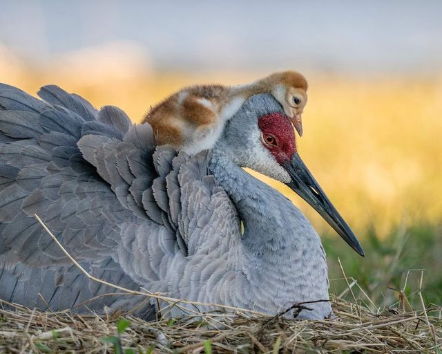 Sandhill crane and her nestling.jpg