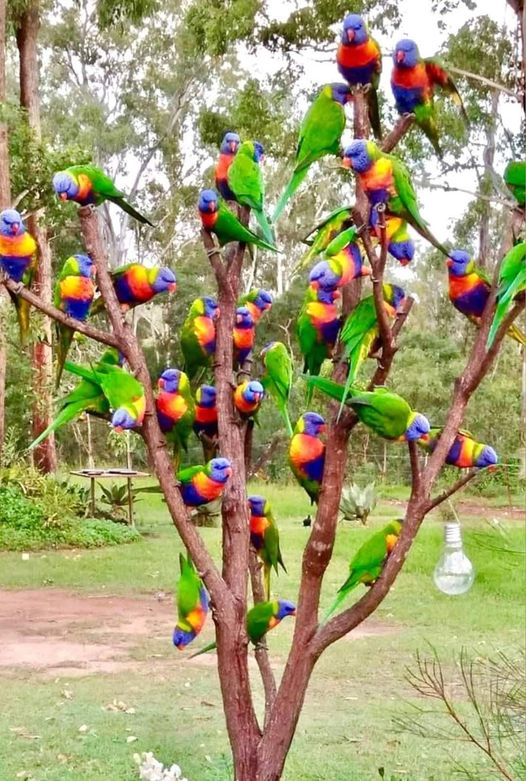 Australian Rainbow Lorikeets.jpg