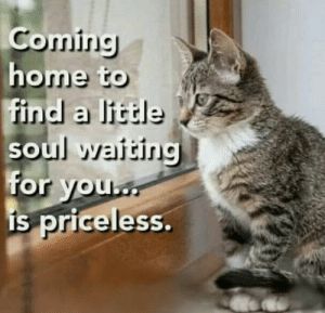 coming home to find a little soul waiting for you    priceless.jpg