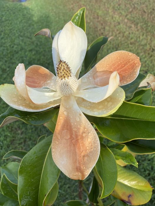 magnolia first bloom.jpg