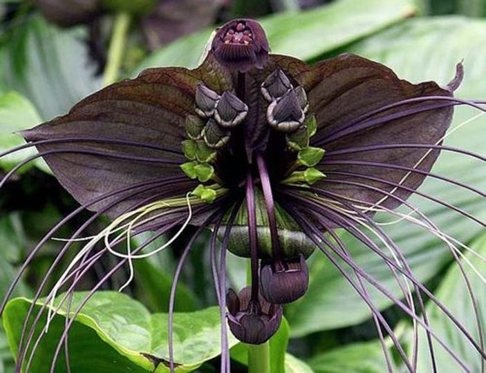 Black Bat Flower, Tacca chantrieri, a species of flowering plant in the yam family Dioscoreacea.jpg
