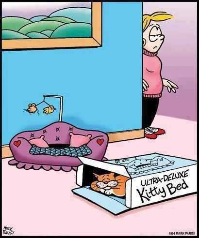 cat using the box for the ultra deluxe ketty bed.png