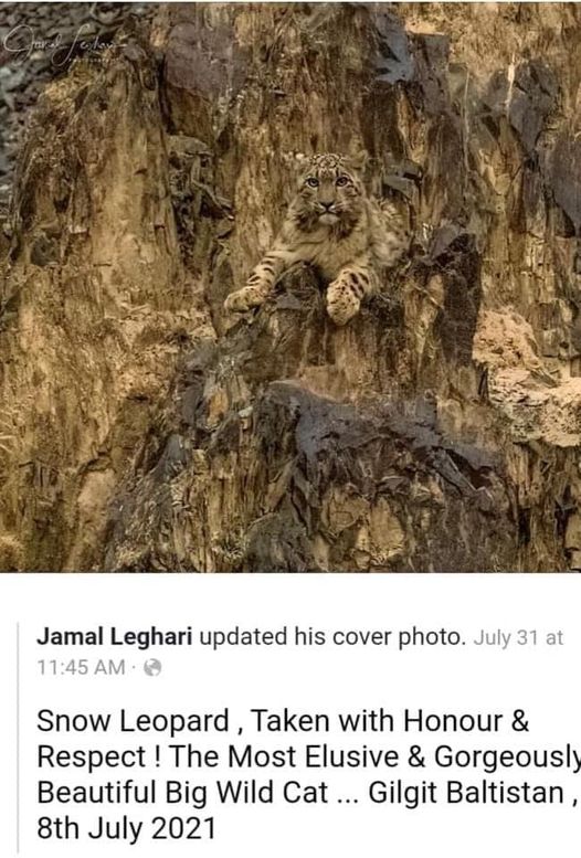 Beautifully camouflaged  snow leopard.jpg
