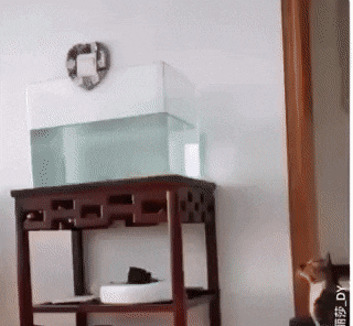 cat jumps into a bin of water.gif