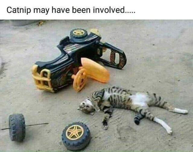 catnip may have been involved.jpg