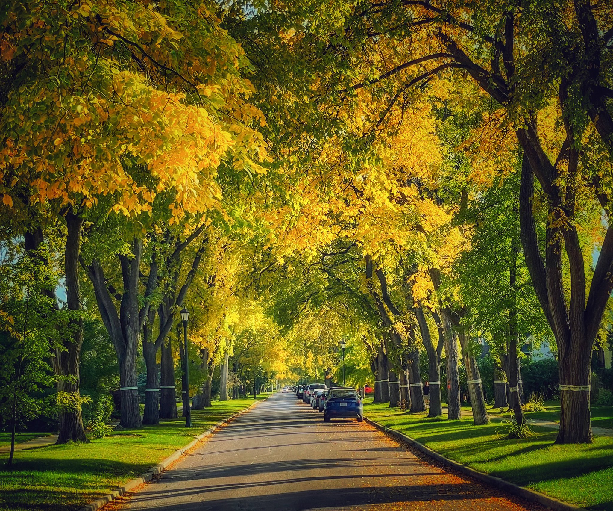 Autumn in Winnipeg.jpg