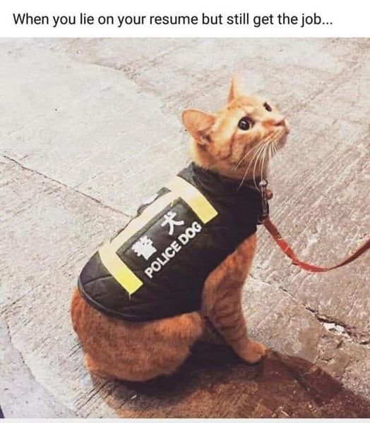 when you lie on your resume but still get the job.jpg