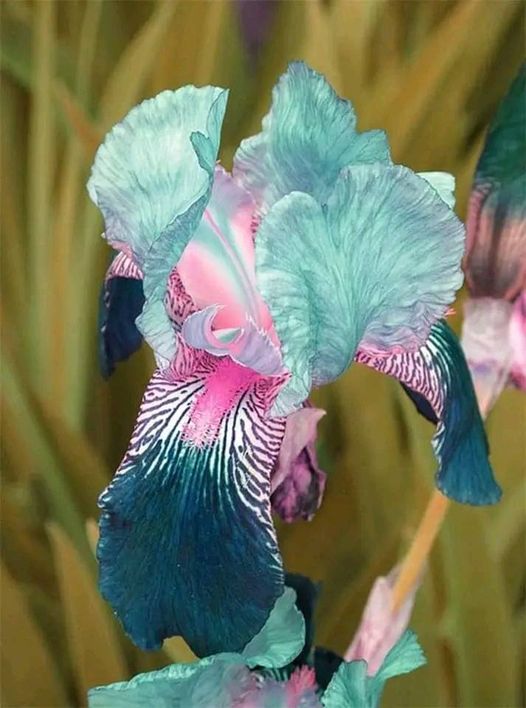 Teal Iris.jpg