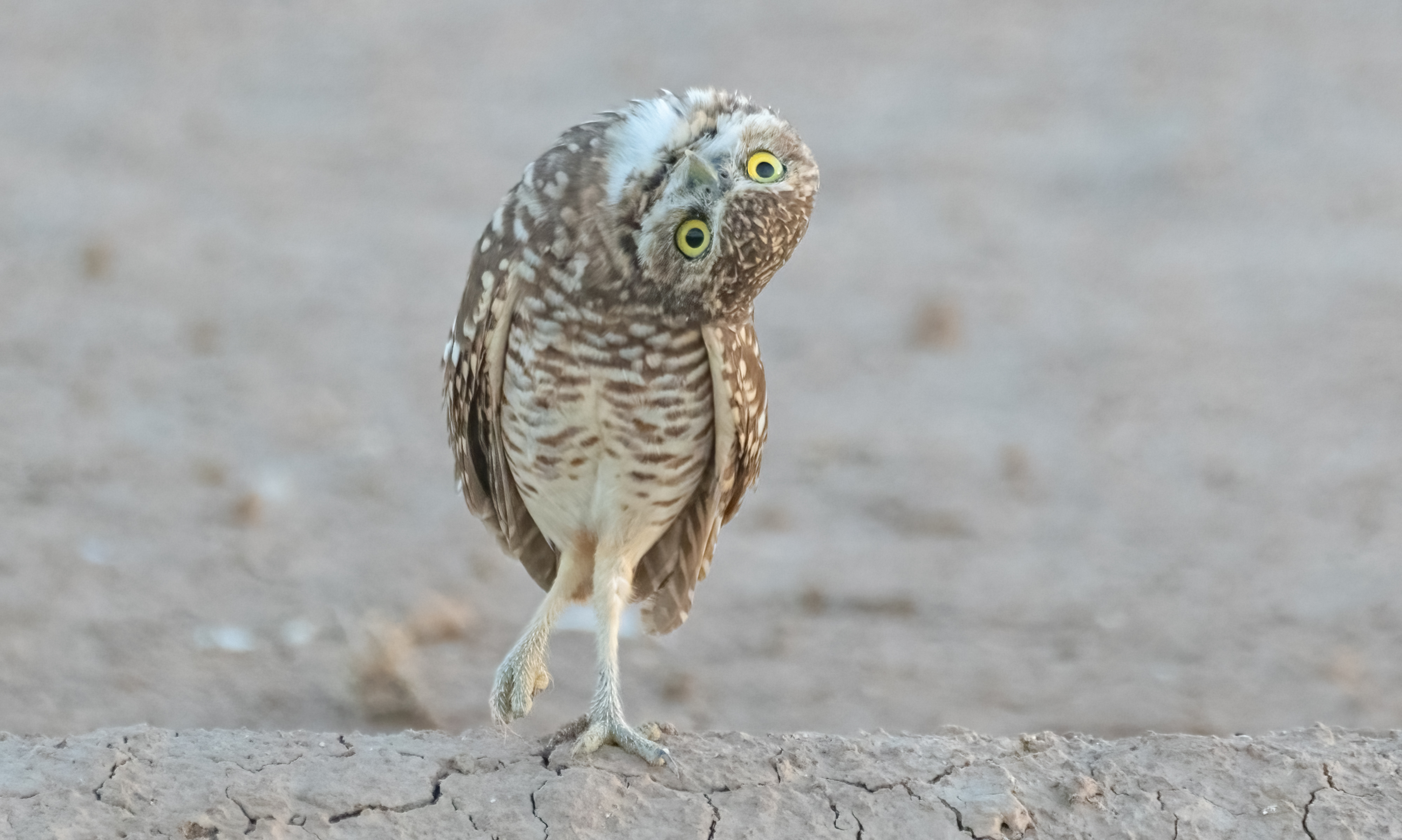 burrowing owl head down.jpg