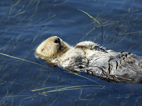OtterChillin.jpg