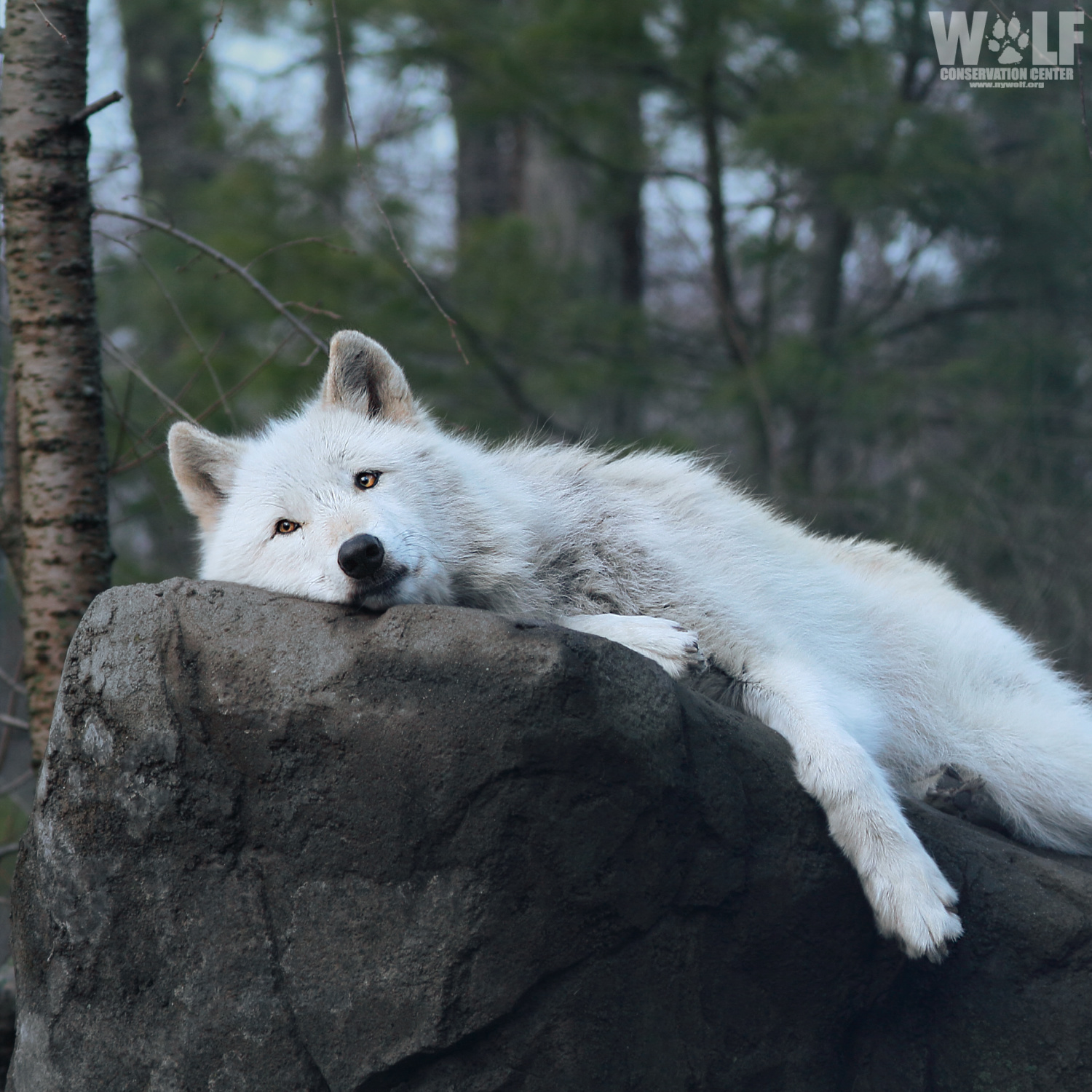 Rocking Wolf!.jpg