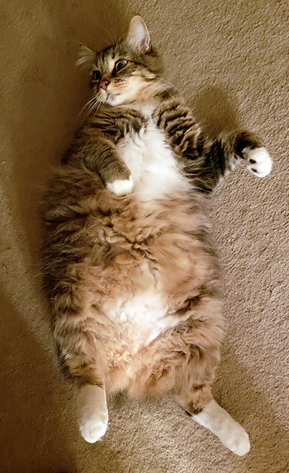 Catloaf.jpg