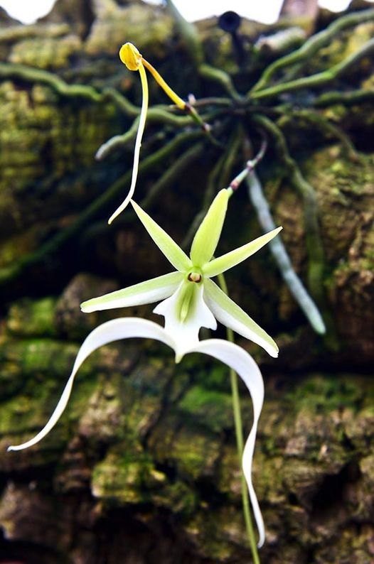 Ghost Orchid.jpg