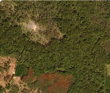 forests-satellite-example.png