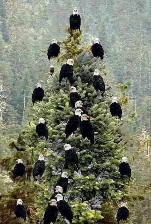 eagle decorated tree.jpg