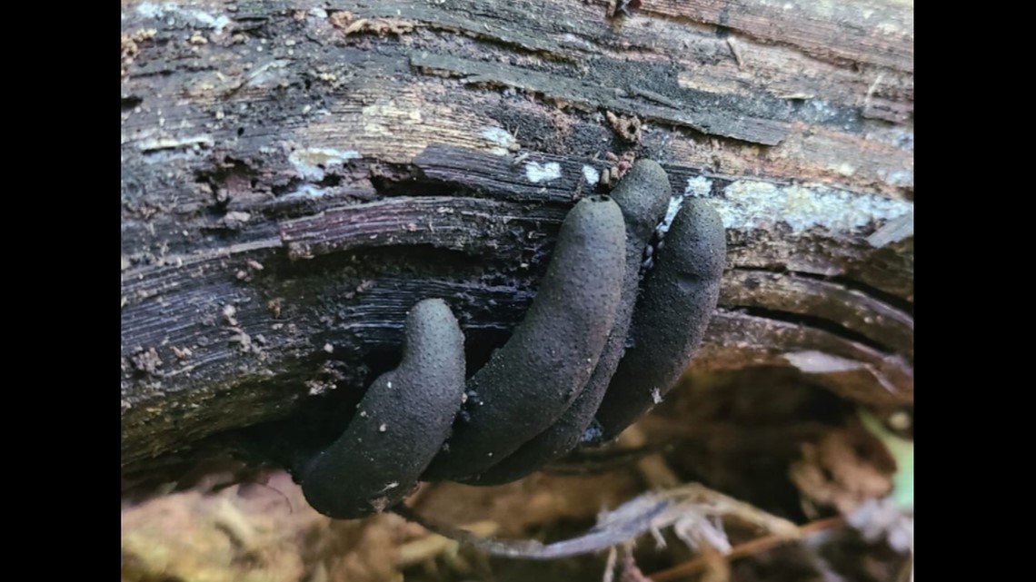 dead man’s fingers  clutching a piece of timber.jpg