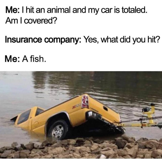 I hit a fish and my car is totaled.png