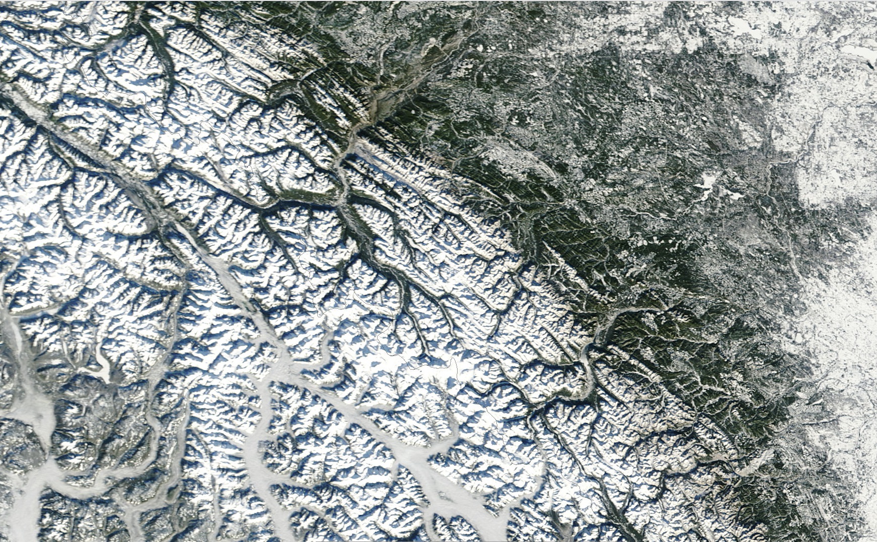 ForestedSnowReal.jpg