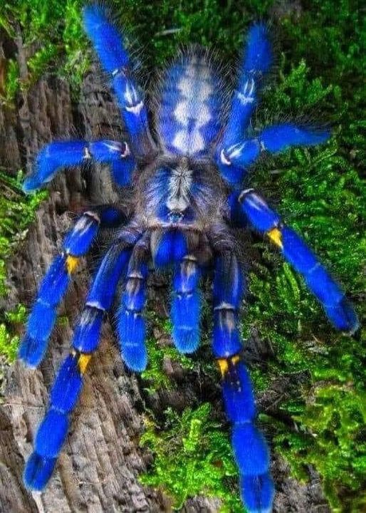 Poecilotheria Metallica, also known as the Gooty Sapphire Ornamental Tarantula.jpg