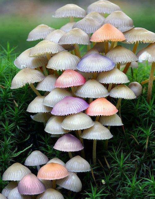 Natural Umbrella, Colorful Mushroom.jpg
