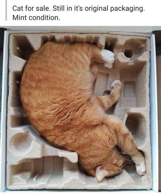 cat for sale   still in original packaging   mint condition.jpg