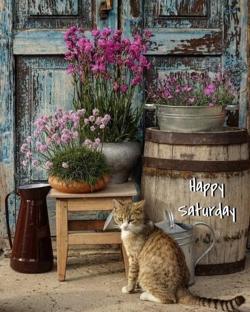 happy saturday  cat and chives.jpg
