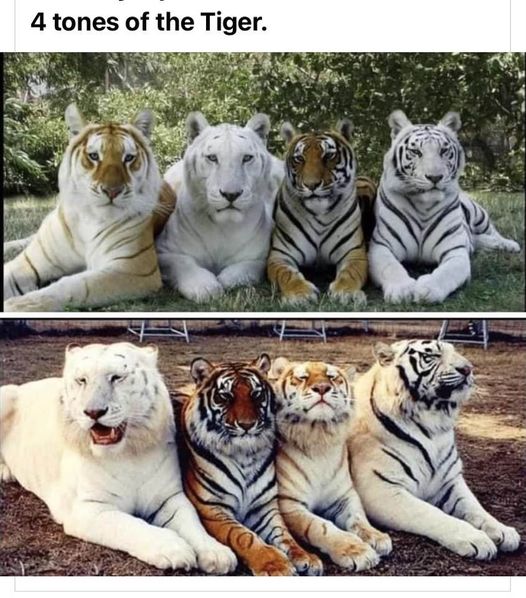 four tones of the tiger.jpg