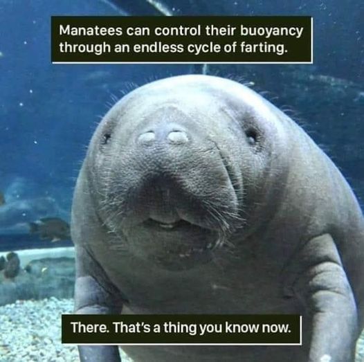 manatees and their farts.jpg