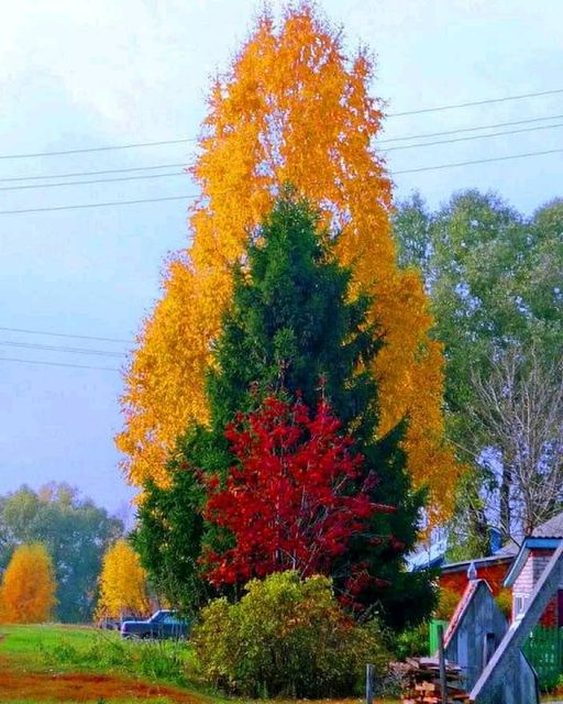 autumn foilage.jpg
