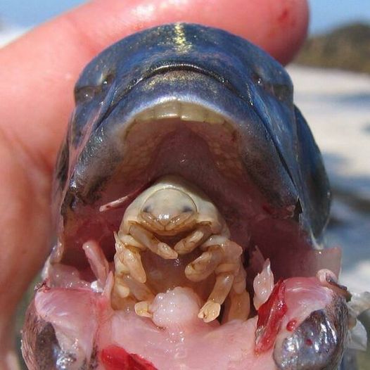 Cymothoa exigua is a type of parasite that enters fish's gills, eats their tongue, and then replaces it.jpg