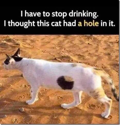 i have to stop drinking  i thought this cat had a hole in it.jpg
