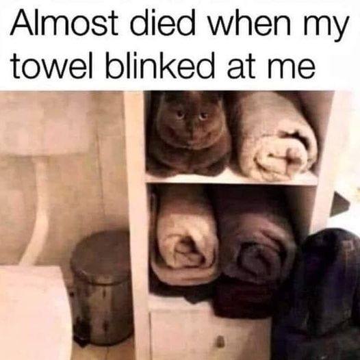 towel blinked at me.jpg